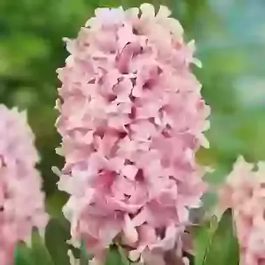 Pink Surprise